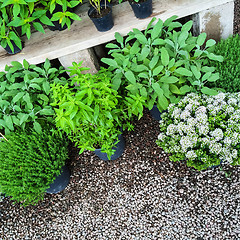 Image showing Green plants on gravel background