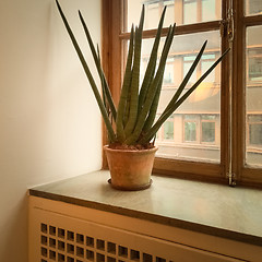 Image showing Sansevieria plant on a window sill