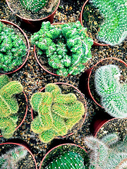 Image showing Succulents and cactus plants in pots