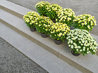 Image showing Yellow chrysanthemums on stone steps