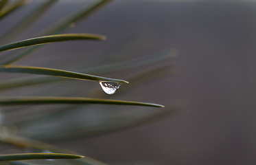Image showing Water drop on pine-needle