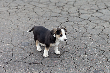 Image showing Lonely sad puppy