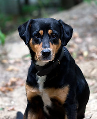 Image showing Dog with sad eyes in forest