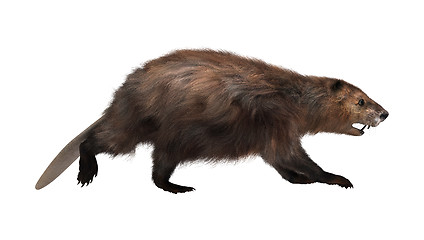 Image showing North American Beaver 