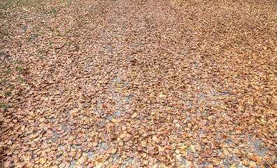 Image showing Autumn Leaves Carpet