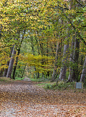 Image showing Autumn Path