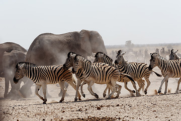 Image showing crowded waterhole with Elephants