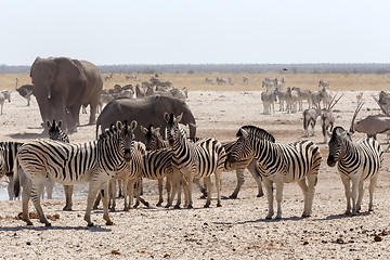 Image showing crowded waterhole with Elephants