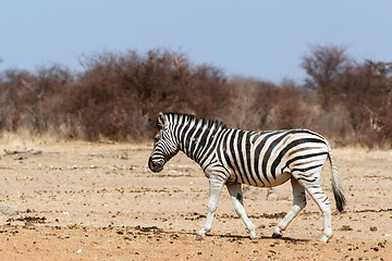 Image showing Zebra in african bush