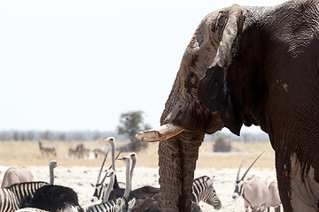 Image showing African elephants drinking at waterhole