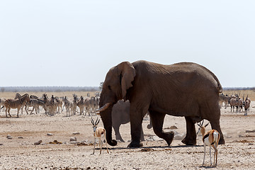 Image showing crowded waterhole with Elephants