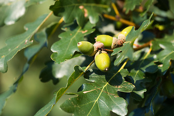 Image showing gree oak acorn