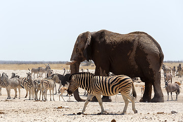 Image showing crowded waterhole with Elephants