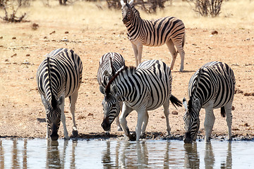 Image showing Zebra in african bush