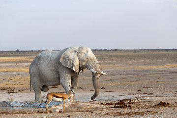 Image showing White african elephants in Etosha