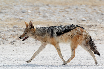 Image showing black-backed jackal Etosha