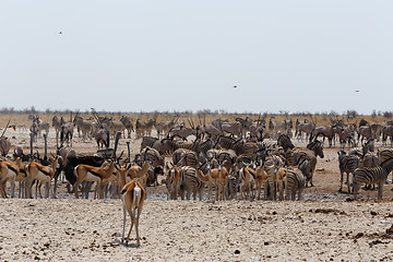 Image showing crowded waterhole with wild animals