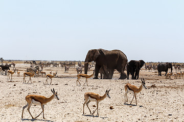 Image showing crowded waterhole with Elephants