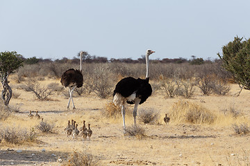 Image showing Family of Ostrich with chickens, Namibia