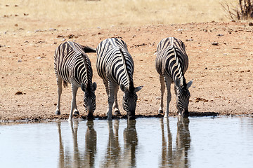 Image showing Zebra in african bush