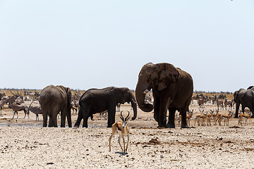 Image showing crowded waterhole with Elephants