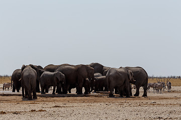 Image showing crowded waterhole with Elephants