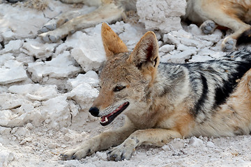 Image showing black-backed jackal Etosha