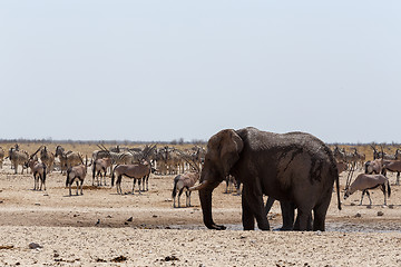 Image showing crowded waterhole with Elephants