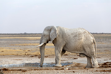 Image showing White african elephants in Etosha