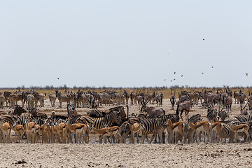 Image showing crowded waterhole with wild animals