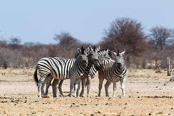 Image showing Zebra in african bush