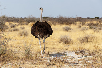 Image showing Family of Ostrich with chickens, Namibia