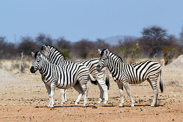 Image showing Zebra in african bush