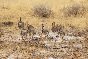 Image showing Family of Ostrich chickens