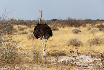 Image showing Family of Ostrich with chickens, Namibia