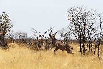 Image showing Kudu on way to waterhole