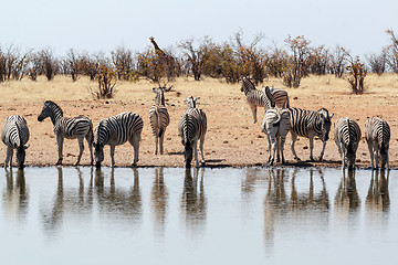 Image showing Zebra in african bush