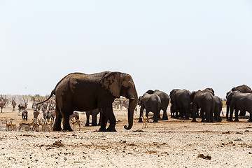 Image showing crowded waterhole with Elephants