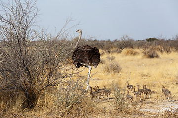 Image showing Family of Ostrich with chickens, Namibia
