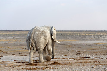 Image showing White african elephants in Etosha