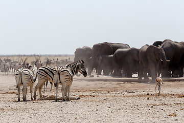 Image showing crowded waterhole with Elephants