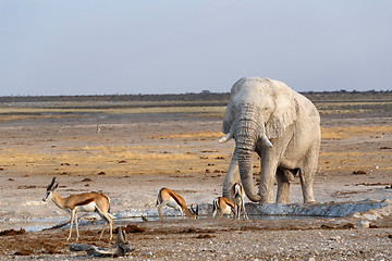 Image showing White african elephants in Etosha