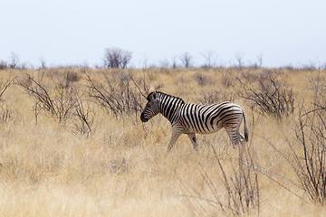 Image showing Zebra in african bush
