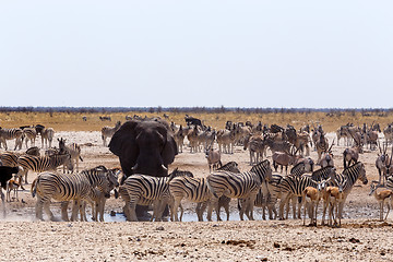 Image showing crowded waterhole with Elephants