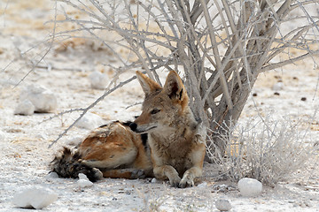 Image showing black-backed jackal Etosha