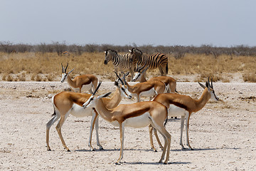 Image showing herd of springbok in Etosha