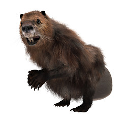 Image showing North American Beaver