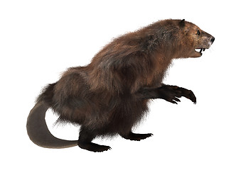 Image showing North American Beaver