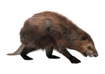 Image showing North American Beaver