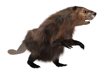 Image showing North American Beaver